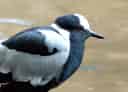 鳥類図鑑・シロクロゲリ 1